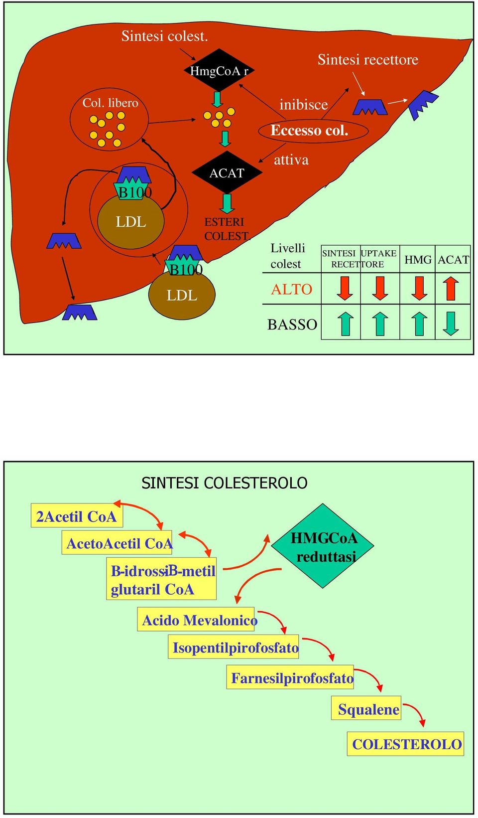 Livelli colest ALTO SINTESI UPTAKE RECETTORE HMG ACAT BASSO SINTESI COLESTEROLO 2Acetil