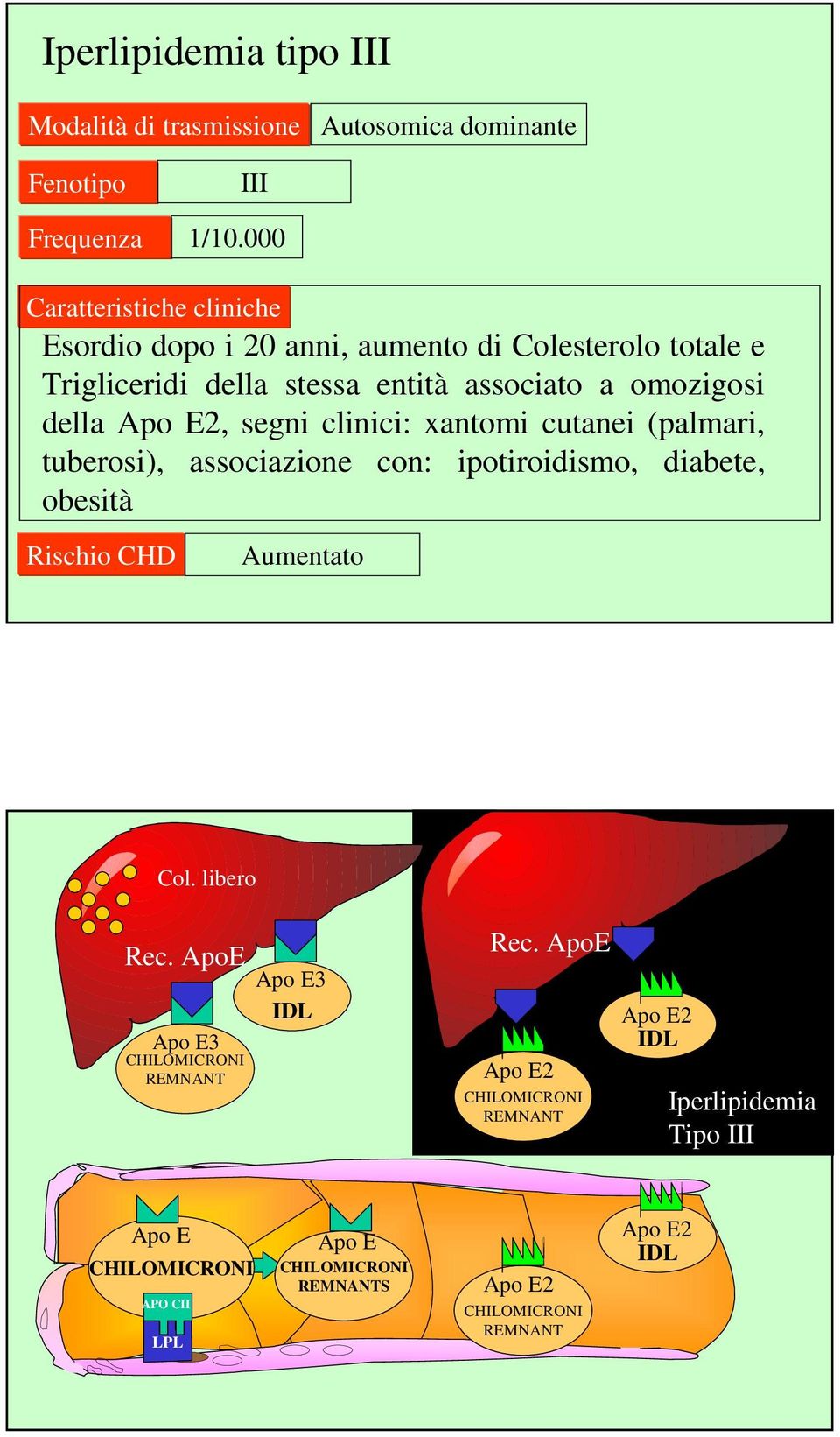 E2, segni clinici: xantomi cutanei (palmari, tuberosi), associazione con: ipotiroidismo, diabete, obesità Rischio CHD Aumentato Col. libero Rec.