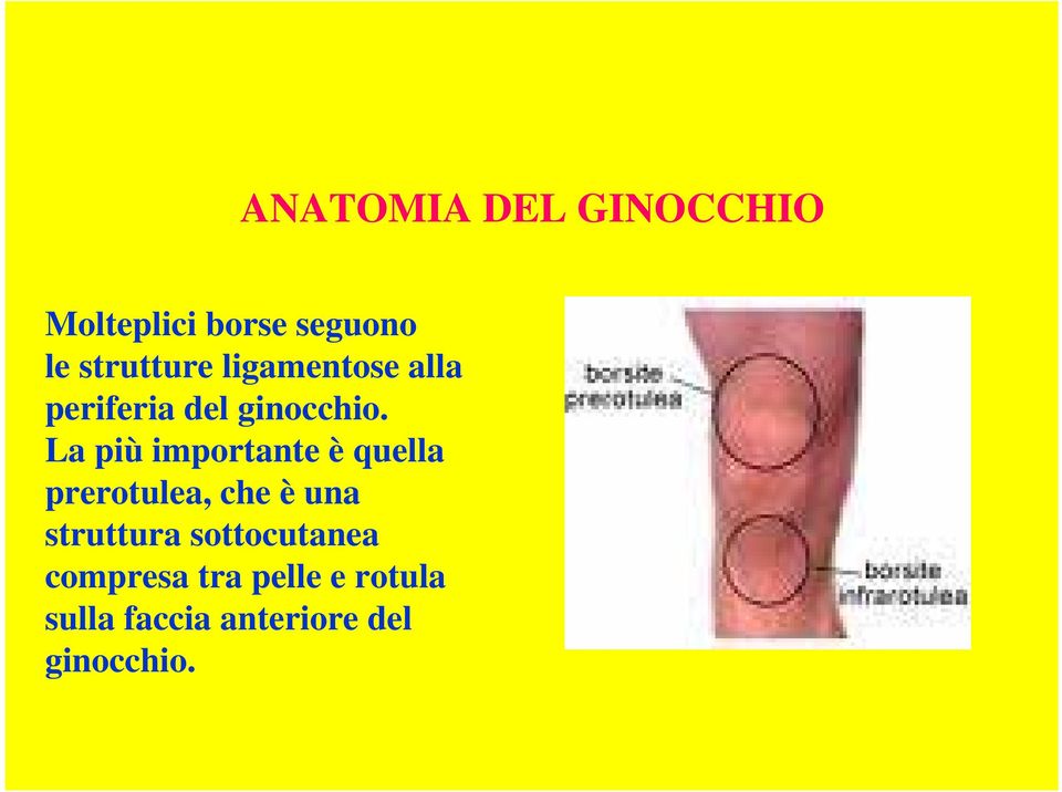 La più importante è quella prerotulea, che è una struttura