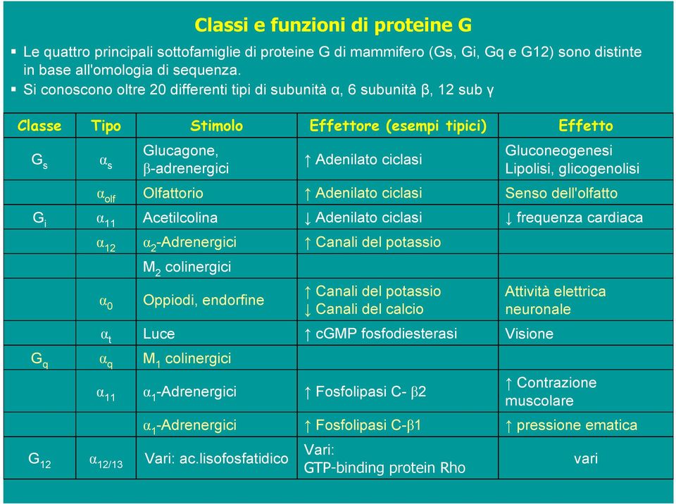 Lipolisi, glicogenolisi α olf Olfattorio Adenilato ciclasi Senso dell'olfatto G i α 11 Acetilcolina Adenilato ciclasi frequenza cardiaca α 12 α 2 -Adrenergici Canali del potassio α 0 M 2 colinergici