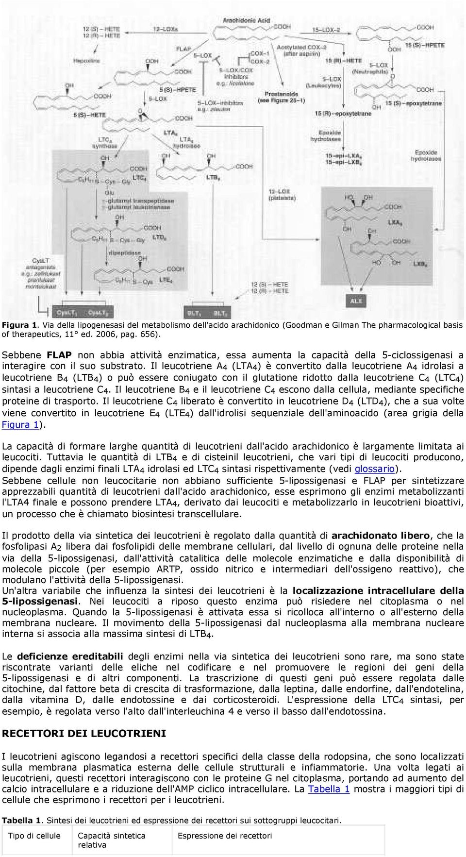 Il leucotriene A 4 (LTA 4 ) è convertito dalla leucotriene A 4 idrolasi a leucotriene B 4 (LTB 4 ) o può essere coniugato con il glutatione ridotto dalla leucotriene C 4 (LTC 4 ) sintasi a