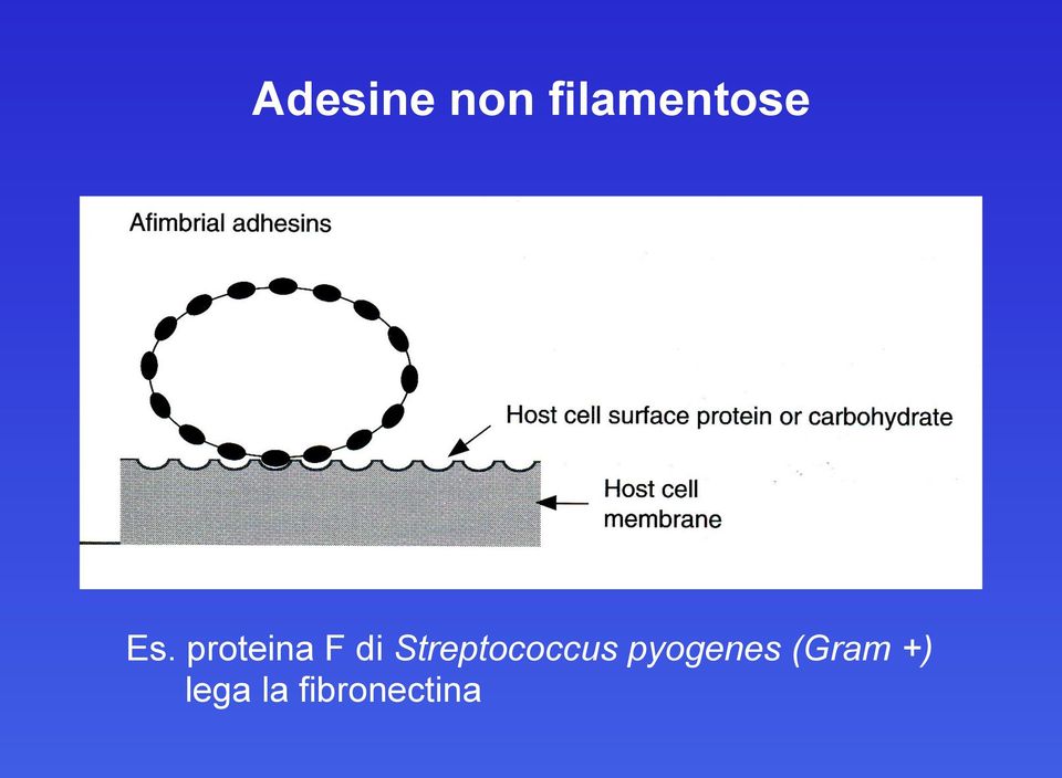 Streptococcus pyogenes