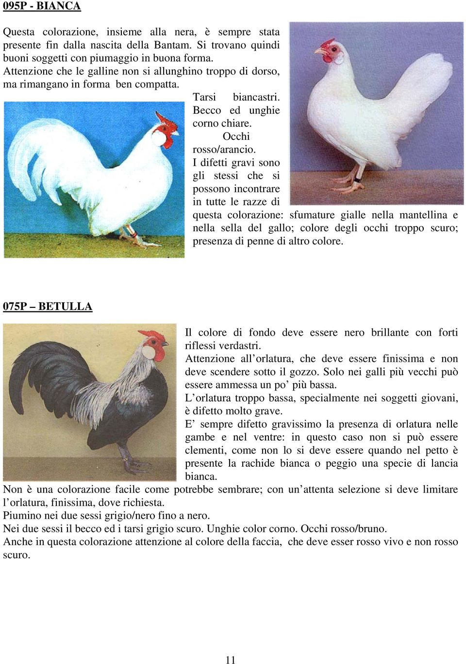 I difetti gravi sono gli stessi che si possono incontrare in tutte le razze di questa colorazione: sfumature gialle nella mantellina e nella sella del gallo; colore degli occhi troppo scuro; presenza