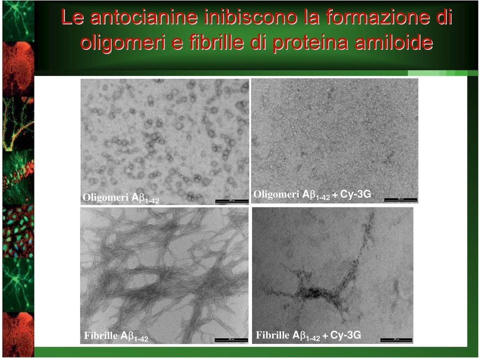 Oligomeri Aβ 1-42 Oligomeri Aβ 1-42 +