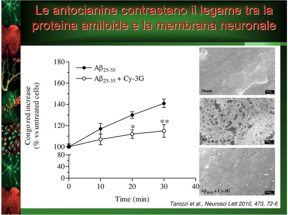 140 120 100 80 40 Aβ 25-35 Aβ 25-35 + Cy-3G 0 0 10 20 30 40 * Time