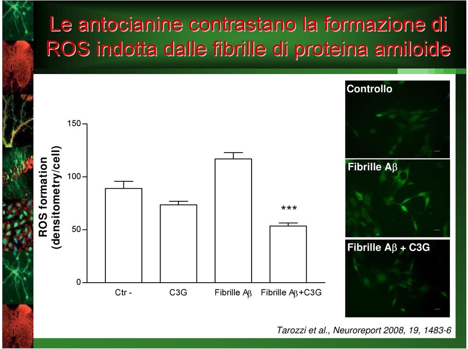 (densitometry/cell) 100 50 *** Fibrille Aβ Fibrille Aβ + C3G 0 Ctr