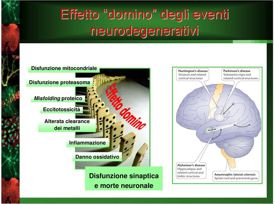 Eccitotossicità Alterata clearance dei metalli