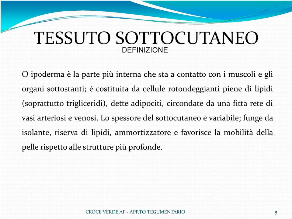 (soprattuttotrigliceridi),detteadipociti,circondatedaunafittaretedi vasi arteriosi e venosi.