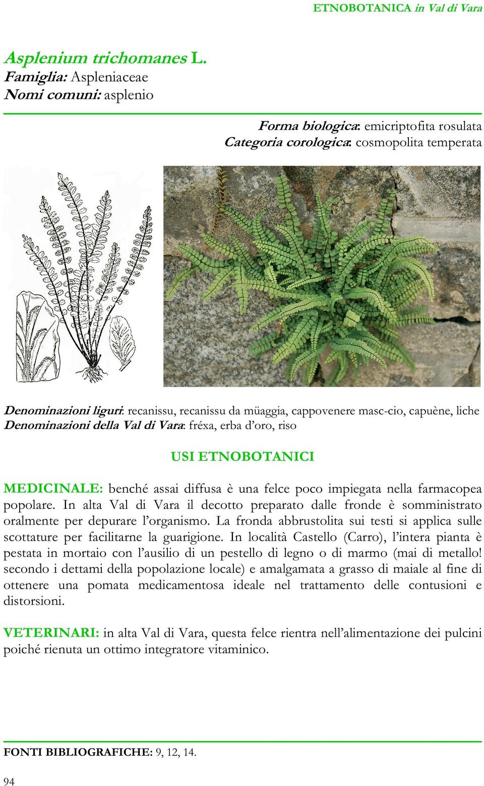 masc-cio, capuène, liche Denominazioni della Val di Vara: fréxa, erba d oro, riso MEDICINALE: benché assai diffusa è una felce poco impiegata nella farmacopea popolare.