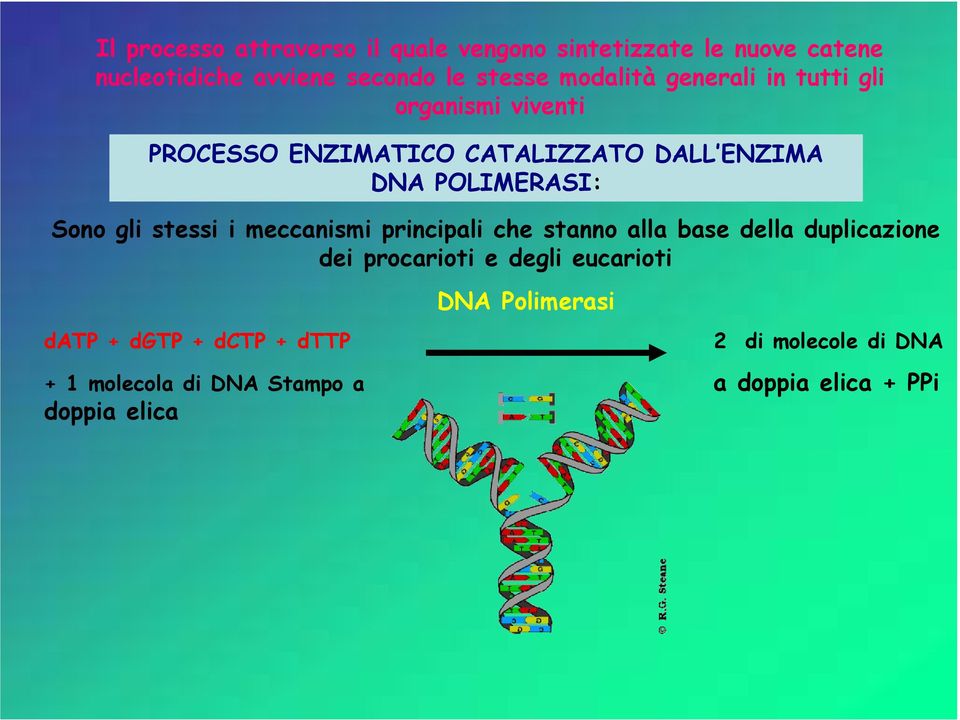 gli stessi i meccanismi principali che stanno alla base della duplicazione dei procarioti e degli eucarioti datp