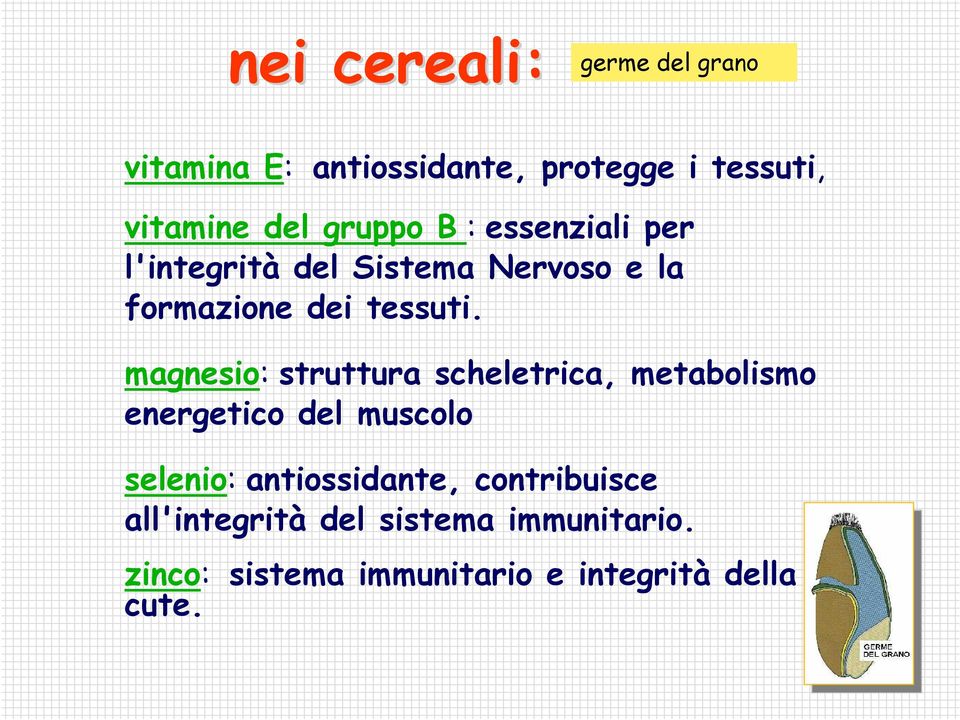 magnesio: struttura scheletrica, metabolismo energetico del muscolo selenio: antiossidante,