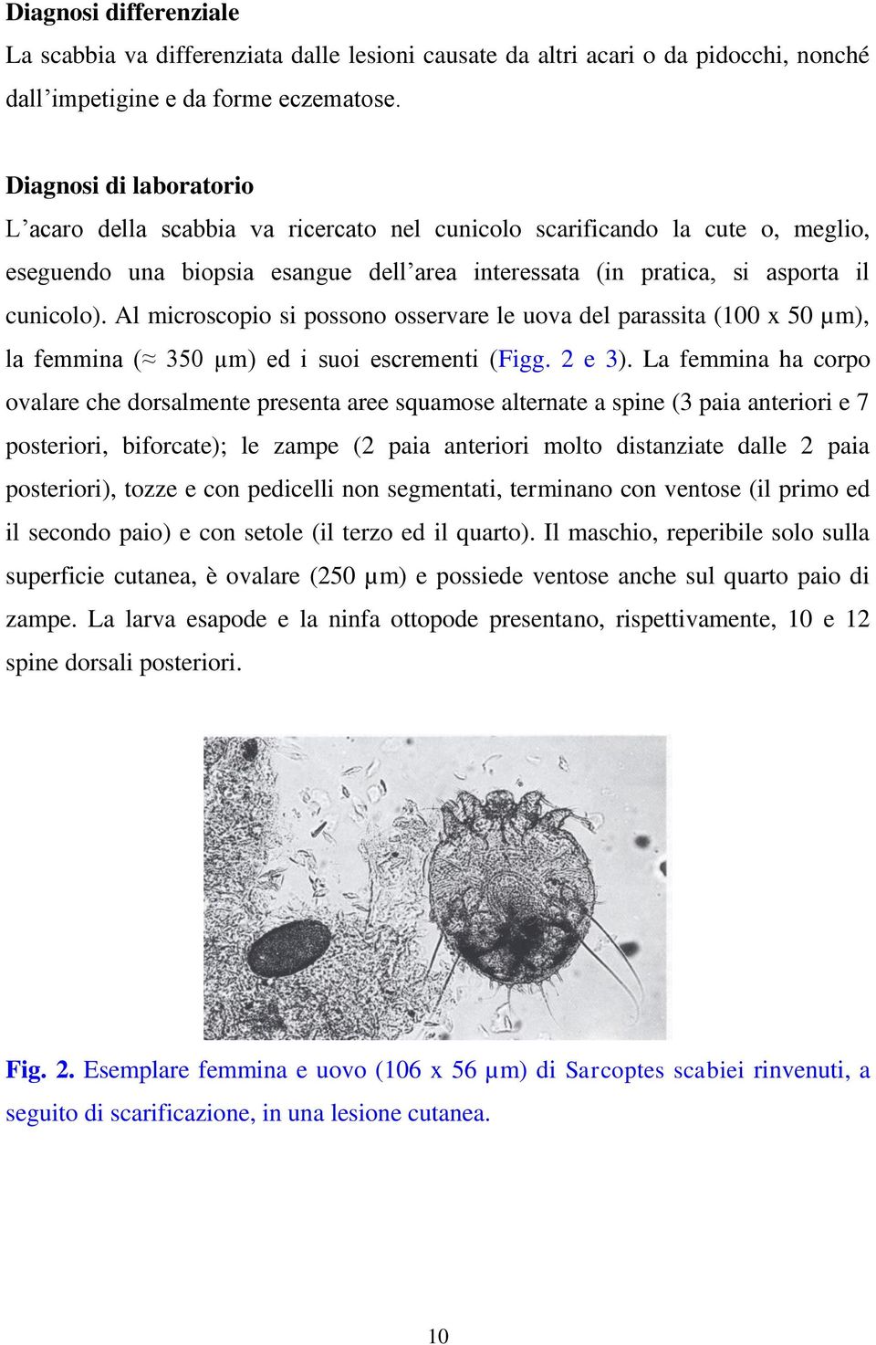 Al microscopio si possono osservare le uova del parassita (100 x 50 µm), la femmina ( 350 µm) ed i suoi escrementi (Figg. 2 e 3).