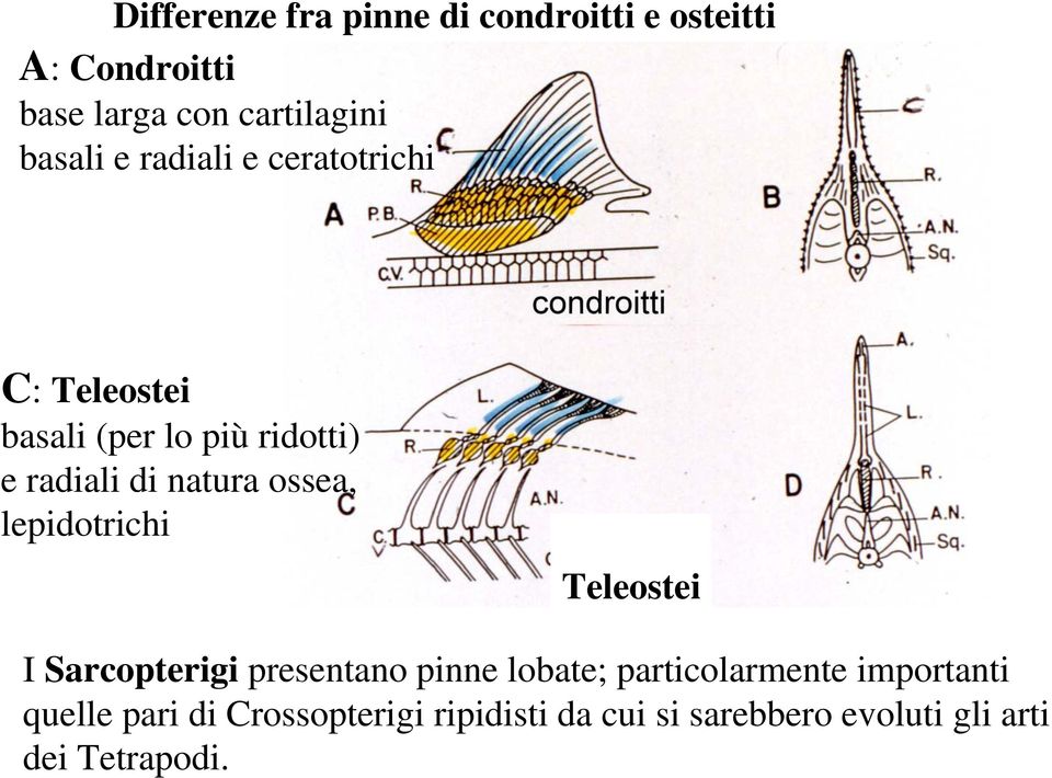 natura ossea, lepidotrichi Teleostei I Sarcopterigi presentano pinne lobate;