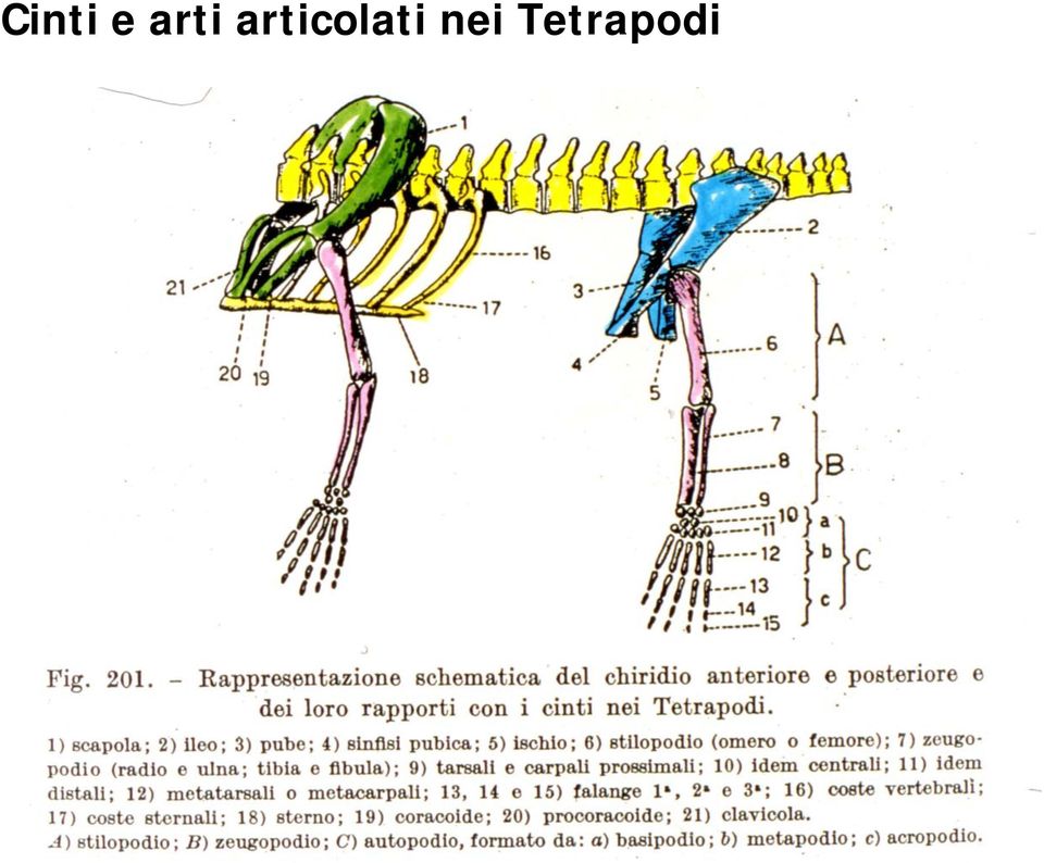 colati