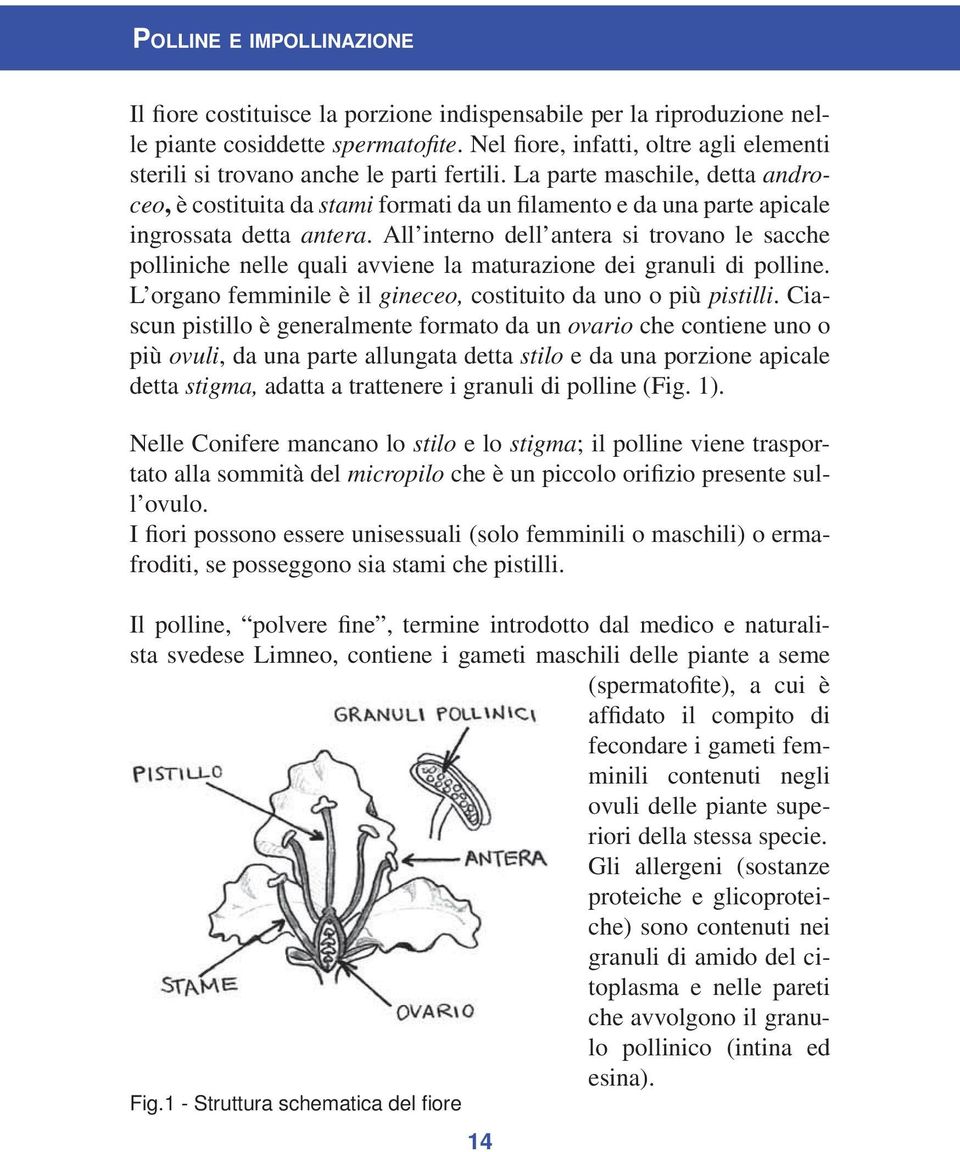 La parte maschile, detta androceo, è costituita da stami formati da un filamento e da una parte apicale ingrossata detta antera.