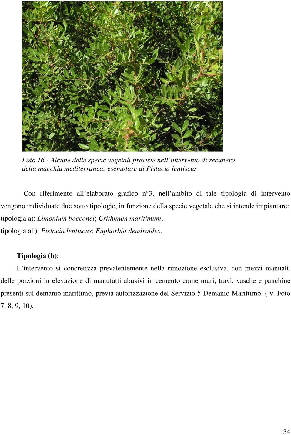 maritimum; tipologia a1): Pistacia lentiscus; Euphorbia dendroides.