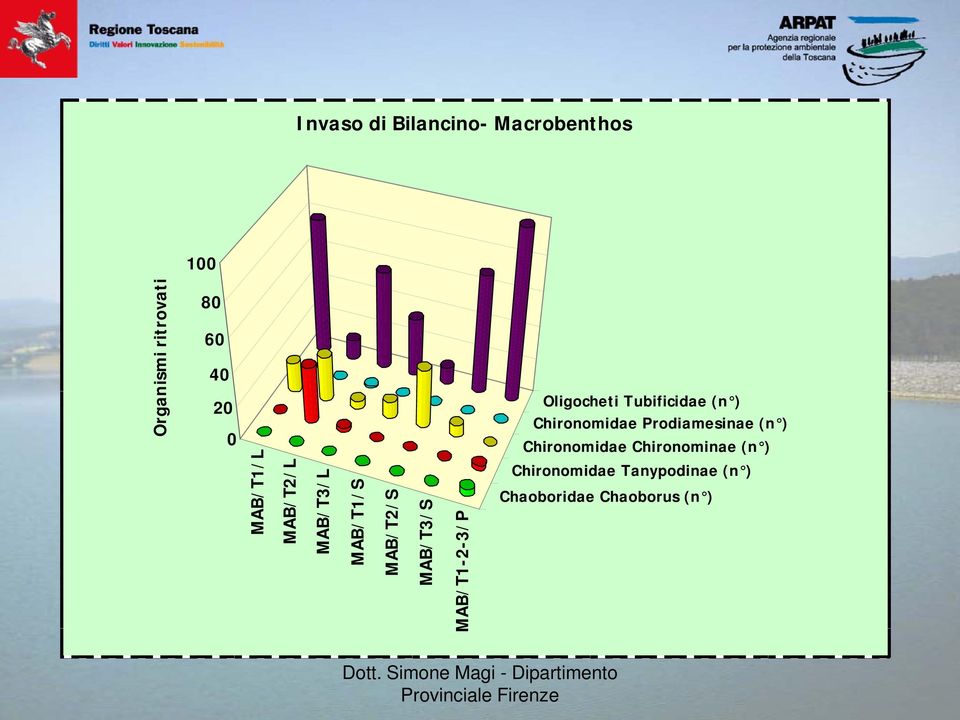 MAB/T3/S MAB/T1-2-3/P Oligocheti Tubificidae (n )