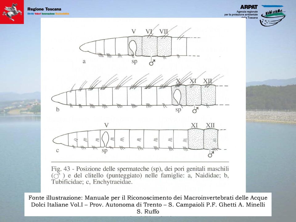 Autonoma Dott. Simone di Magi Trento - Dipartimento S.