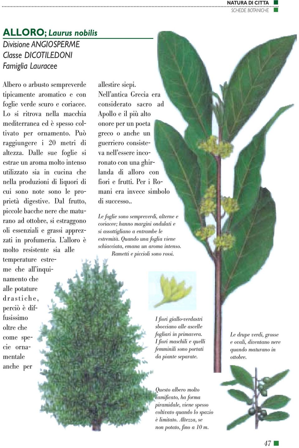 Dalle sue foglie si estrae un aroma molto intenso utilizzato sia in cucina che nella produzioni di liquori di cui sono note sono le proprietà digestive.