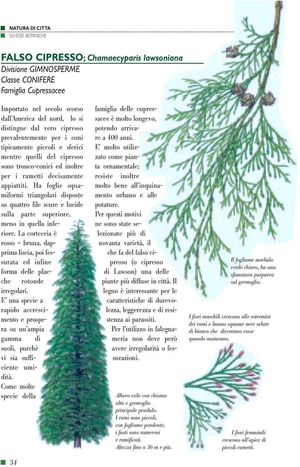 Ha foglie squamiformi triangolari disposte su quattro file scure e lucide sulla parte superiore, meno in quella inferiore.