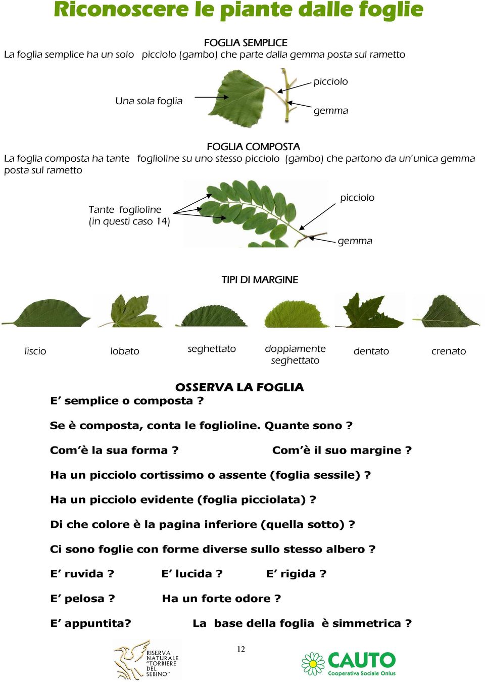 seghettato doppiamente dentato crenato seghettato OSSERVA LA FOGLIA E semplice o composta? Se è composta, conta le foglioline. Quante sono? Com è la sua forma? Com è il suo margine?