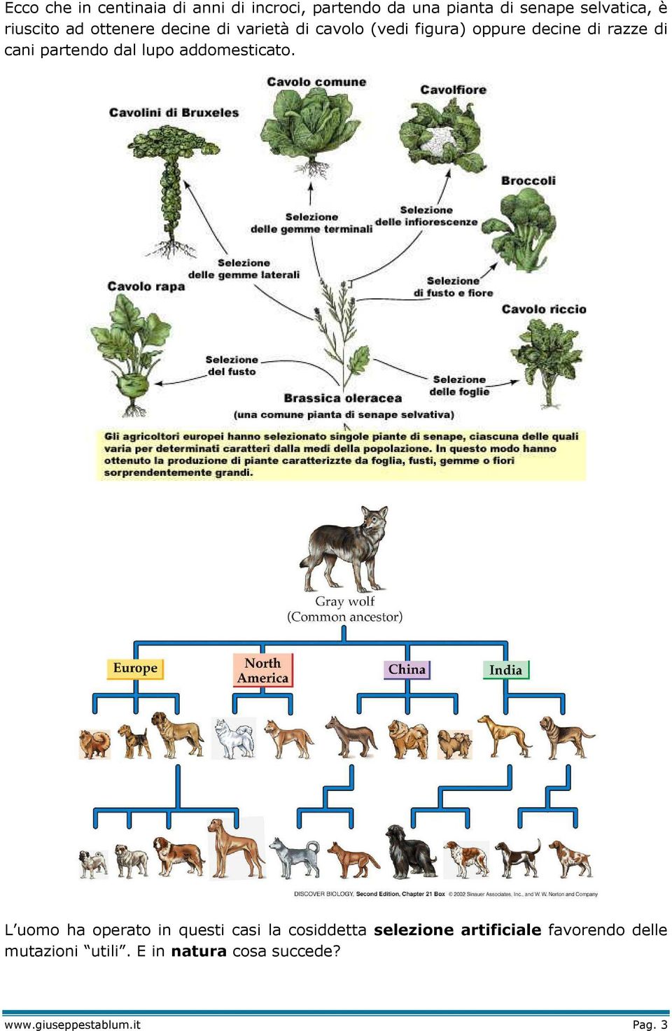 cani partendo dal lupo addomesticato.