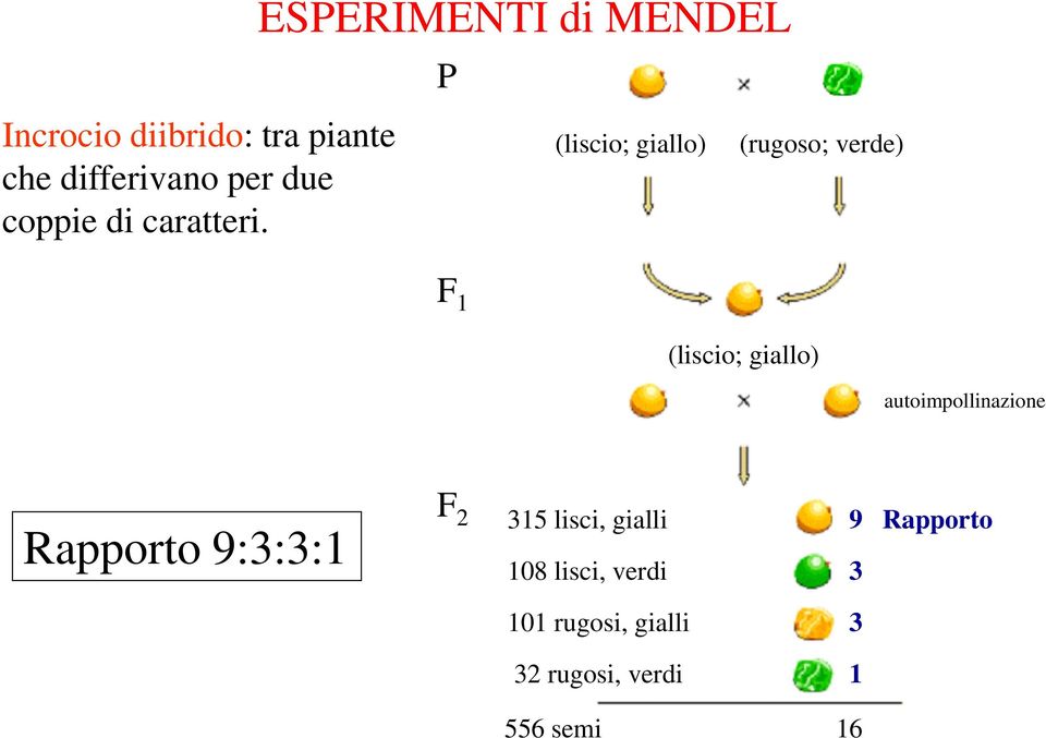 ESPERIMENTI di MENDEL P (liscio; giallo) (rugoso; erde) F 1 (liscio;