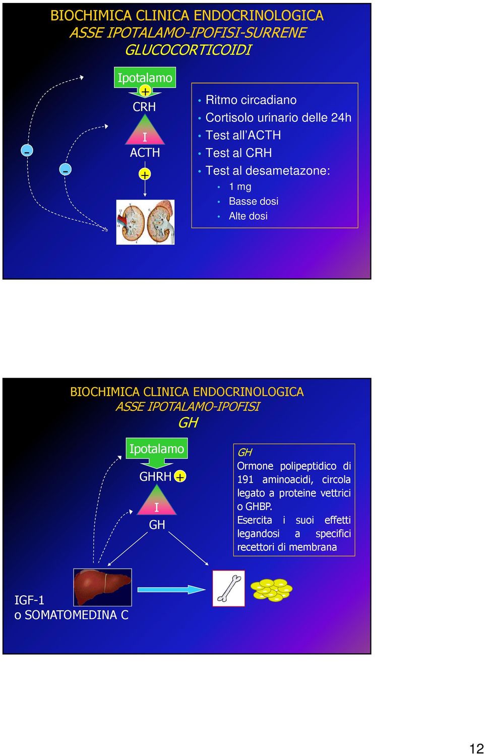 IPOTALAMO-IPOFISI GH Ipotalamo GHRH I GH + GH Ormone polipeptidico di 191 aminoacidi, circola legato a