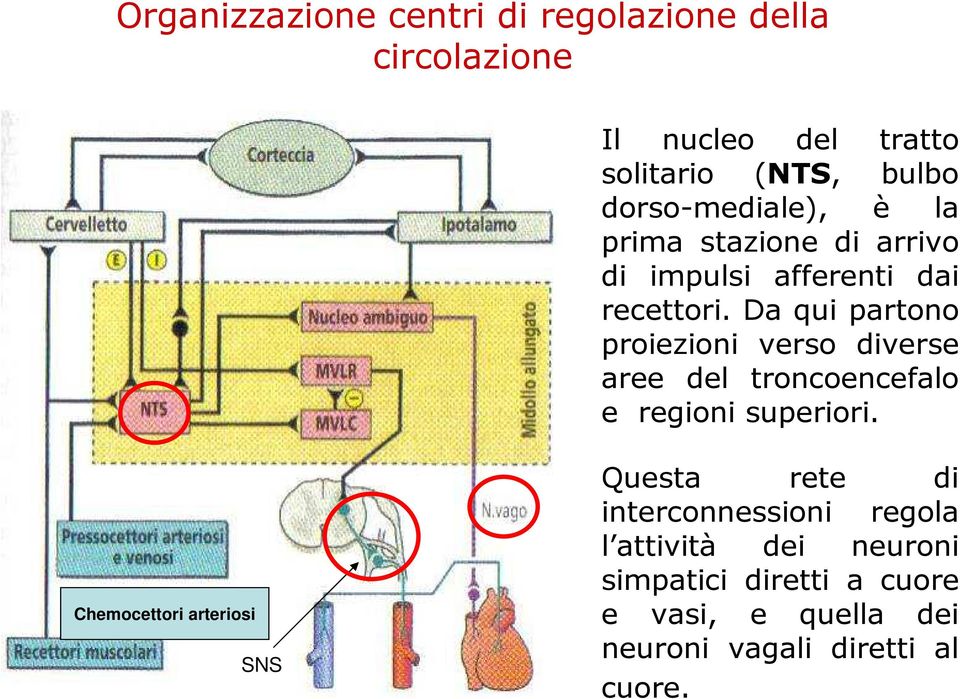 Da qui partono proiezioni verso diverse aree del troncoencefalo e regioni superiori.