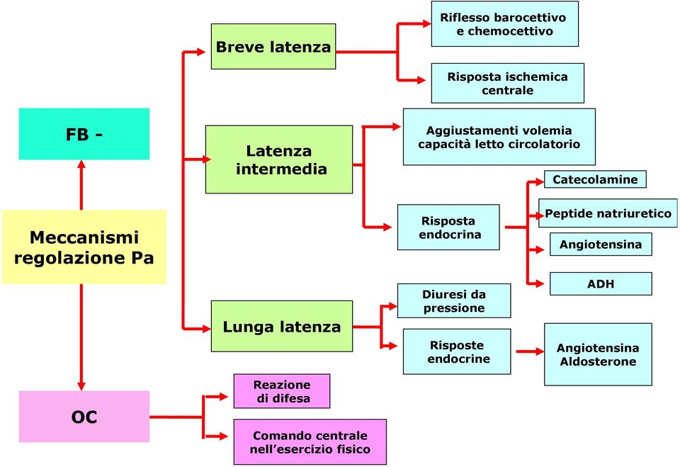 Pa Risposta endocrina Peptide natriuretico Angiotensina Lunga latenza Diuresi da pressione