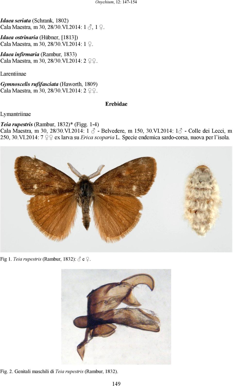 1-4) Cala Maestra, m 30, 28/30.VI.2014: 1 - Belvedere, m 150, 30.VI.2014: 1 - Colle dei Lecci, m 250, 30.VI.2014: 7 ex larva su Erica scoparia L.