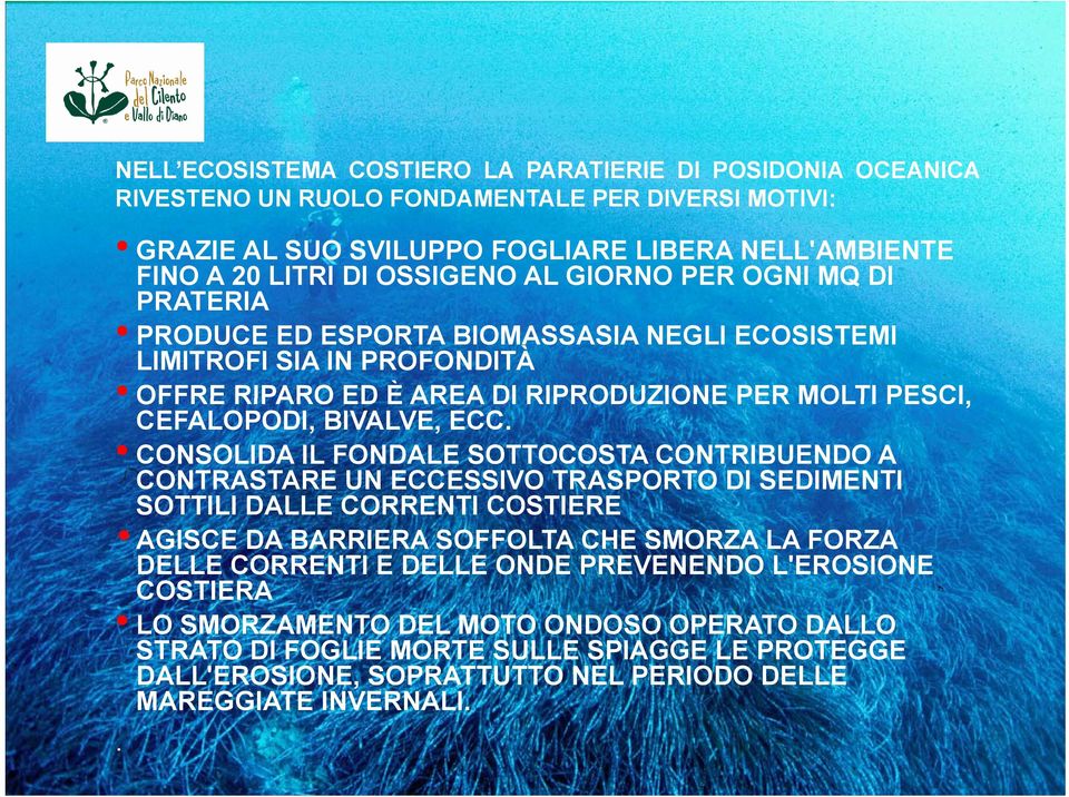 CONSOLIDA IL FONDALE SOTTOCOSTA CONTRIBUENDO A CONTRASTARE UN ECCESSIVO TRASPORTO DI SEDIMENTI SOTTILI DALLE CORRENTI COSTIERE AGISCE DA BARRIERA SOFFOLTA CHE SMORZA LA FORZA DELLE CORRENTI E