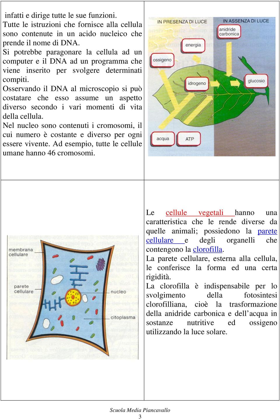 Osservando il DNA al microscopio si può costatare che esso assume un aspetto diverso secondo i vari momenti di vita della cellula.