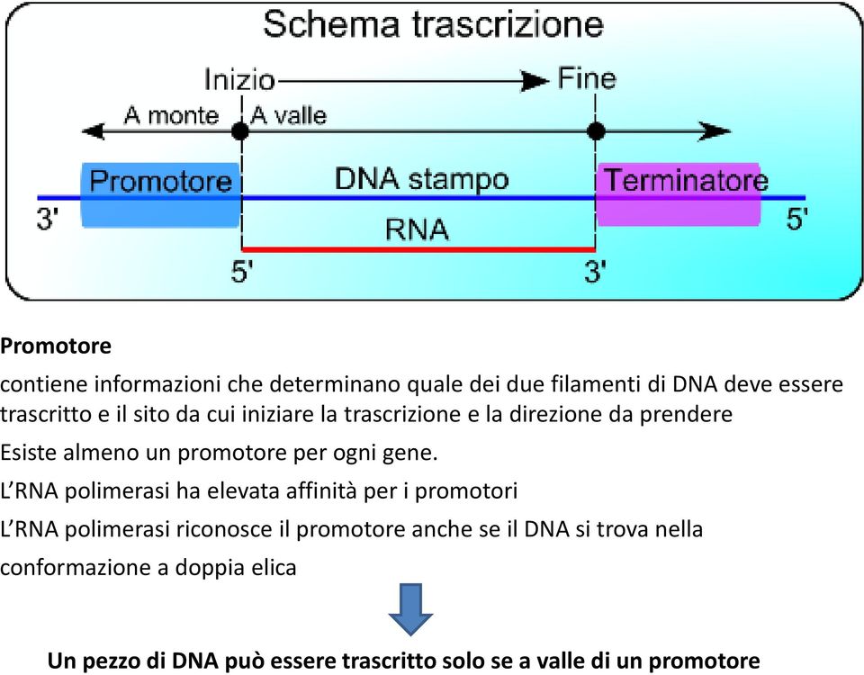 L RNA polimerasi ha elevata affinità per i promotori L RNA polimerasi riconosce il promotore anche se il DNA