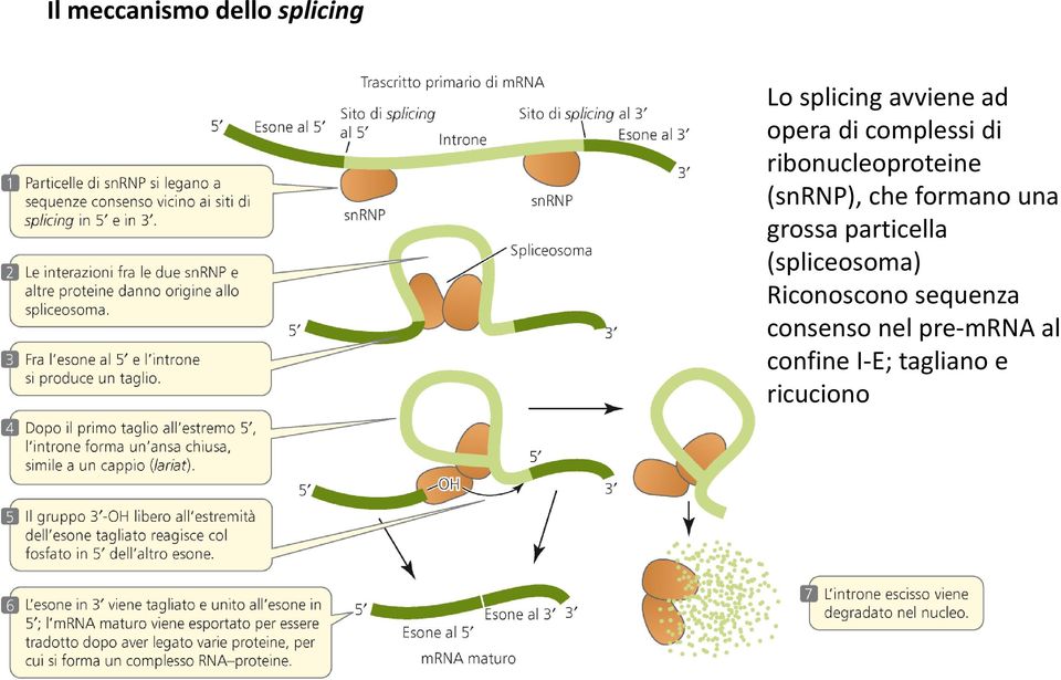 una grossa particella (spliceosoma) Riconoscono sequenza