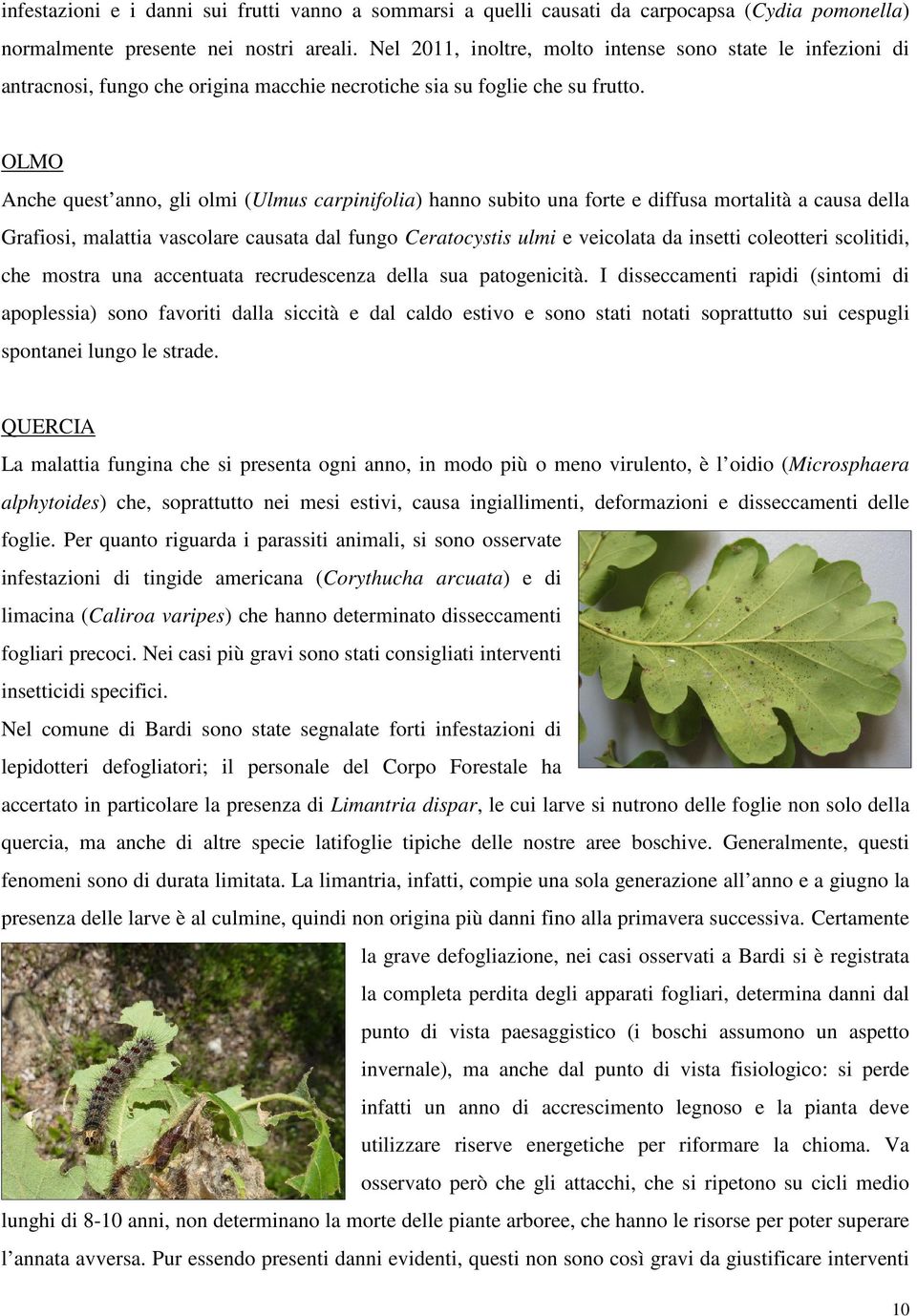 OLMO Anche quest anno, gli olmi (Ulmus carpinifolia) hanno subito una forte e diffusa mortalità a causa della Grafiosi, malattia vascolare causata dal fungo Ceratocystis ulmi e veicolata da insetti