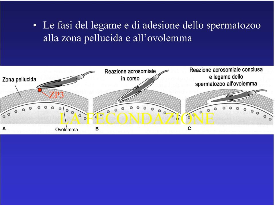 spermatozoo alla zona