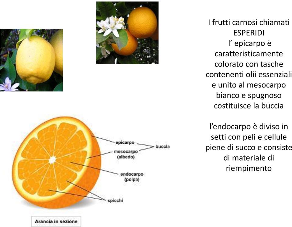 bianco e spugnoso costituisce la buccia l endocarpo è diviso in setti