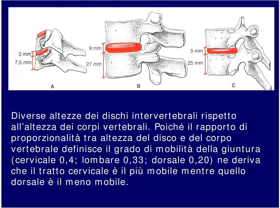definisce il grado di mobilità della giuntura (cervicale 0,4; lombare 0,33; dorsale