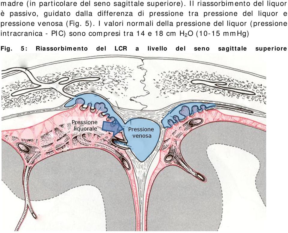 del liquor e pressione venosa (Fig. 5).