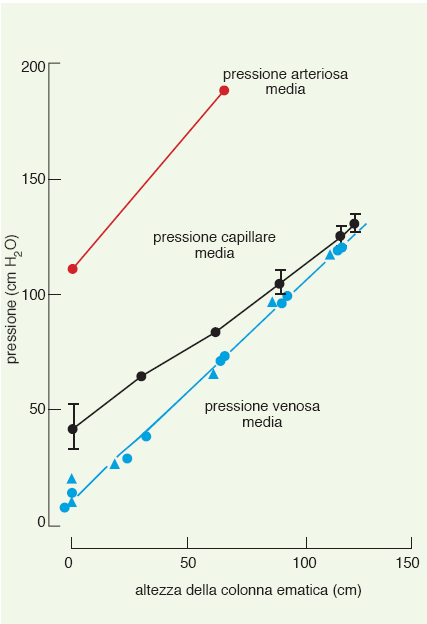 Pressione arteriosa, capillare e venosa nel piede in diverse posizioni rispetto al cuore La pressione capillare è