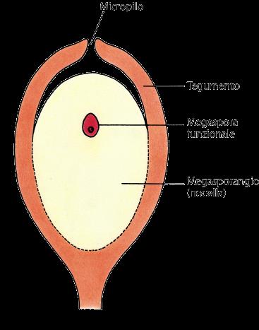 L ORIGINE DELL OVULO MODELLO DI ANDREWS Secondo questo modello evolutivo l OVULO si sarebbe differenziato