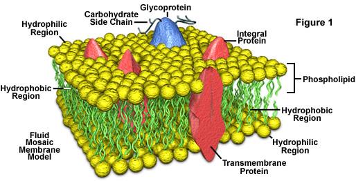 DETERGENTI Proteine transmembrana, se isolate dalle membrane, espongon regioni idrofobiche, causando aggregazione.
