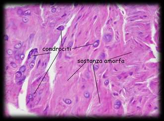 Fisiologia articolazione Capsula articolare (legamenti, muscoli ) Recettori (meccanocettori