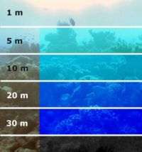 Caratteristiche fisiche Aria La luce filtra senza assorbimento di colori Sulla terra la presenza Acqua La luce viene assorbita di luce consente la vita di molte differenti specie di piante mentre