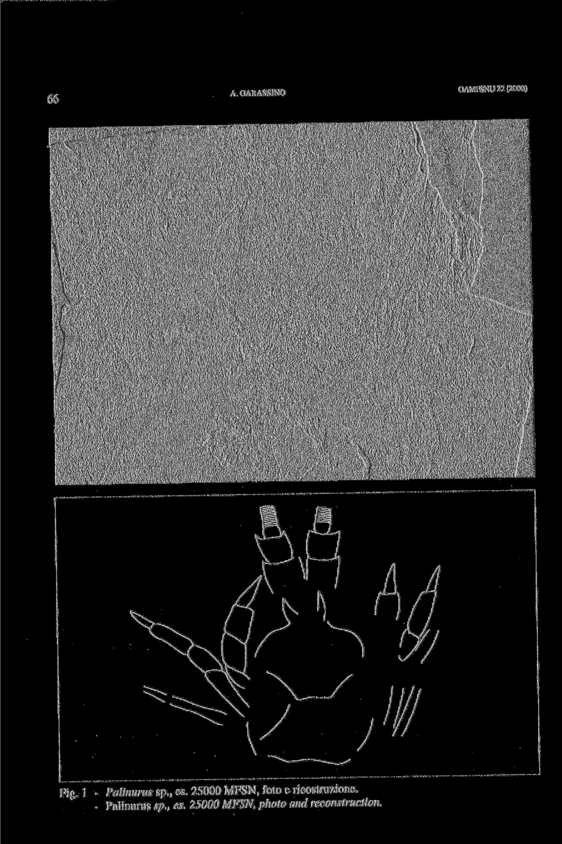 66 A. GARASSINO Fig. 1 - Palinurus sp., es. 25000 MFSN, foto e ricostruzione.