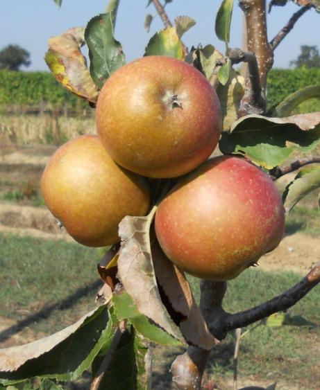 Akibae Varietà Autunnali - in Osservazione Varietà giapponese (Senshu x Tsugaru), in prova da pochi anni in Italia buccia rosso scura (in montagna) frutti di pezzatura