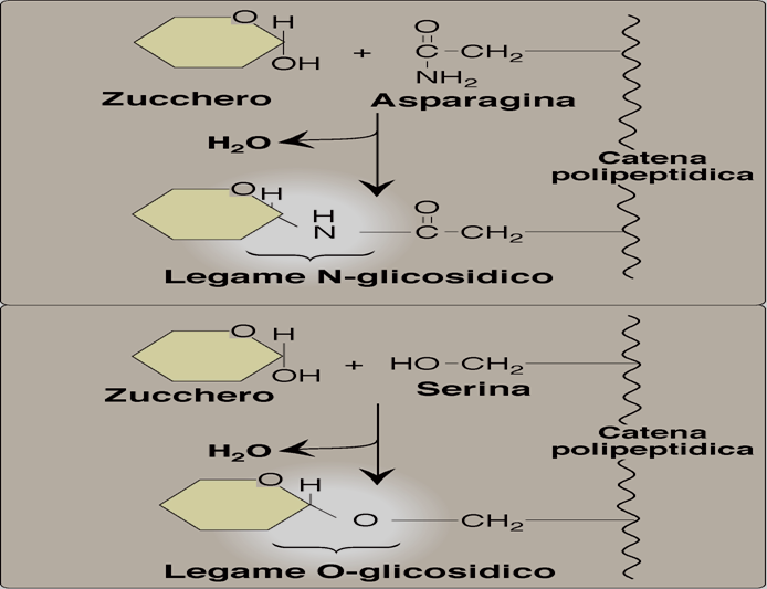 Il legame glicosidico e