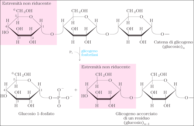 Demolizione del glicogeno: l enzima glicogeno fosforilasi Nelson