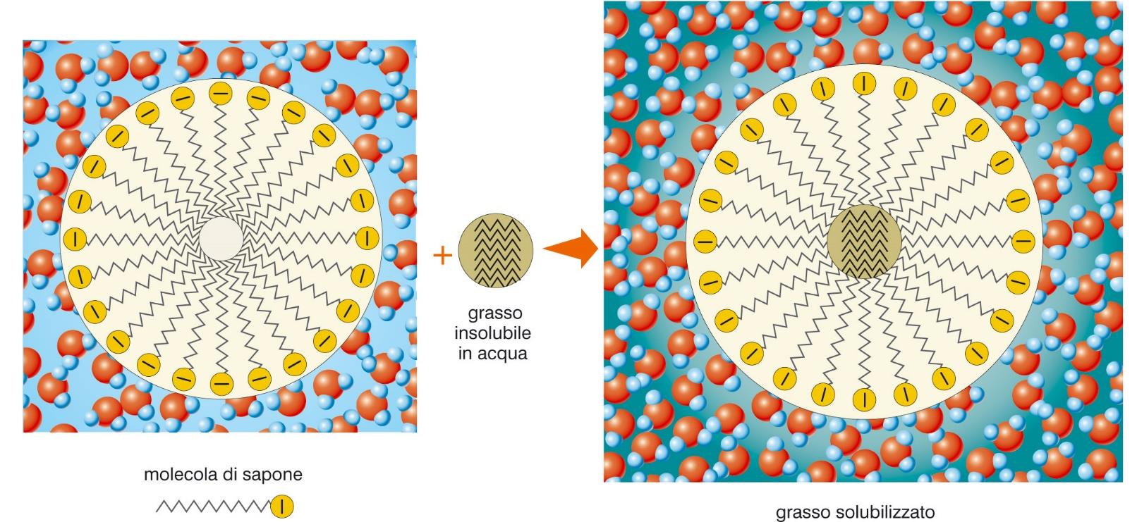 A contatto con un tessuto sporco, le code apolari disperdono le molecole di grasso in